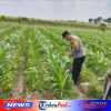 Panen Jagung di Gempolan, Polres Kediri Dukung Penguatan Pangan Desa