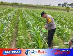 Panen Jagung di Gempolan, Polres Kediri Dukung Penguatan Pangan Desa